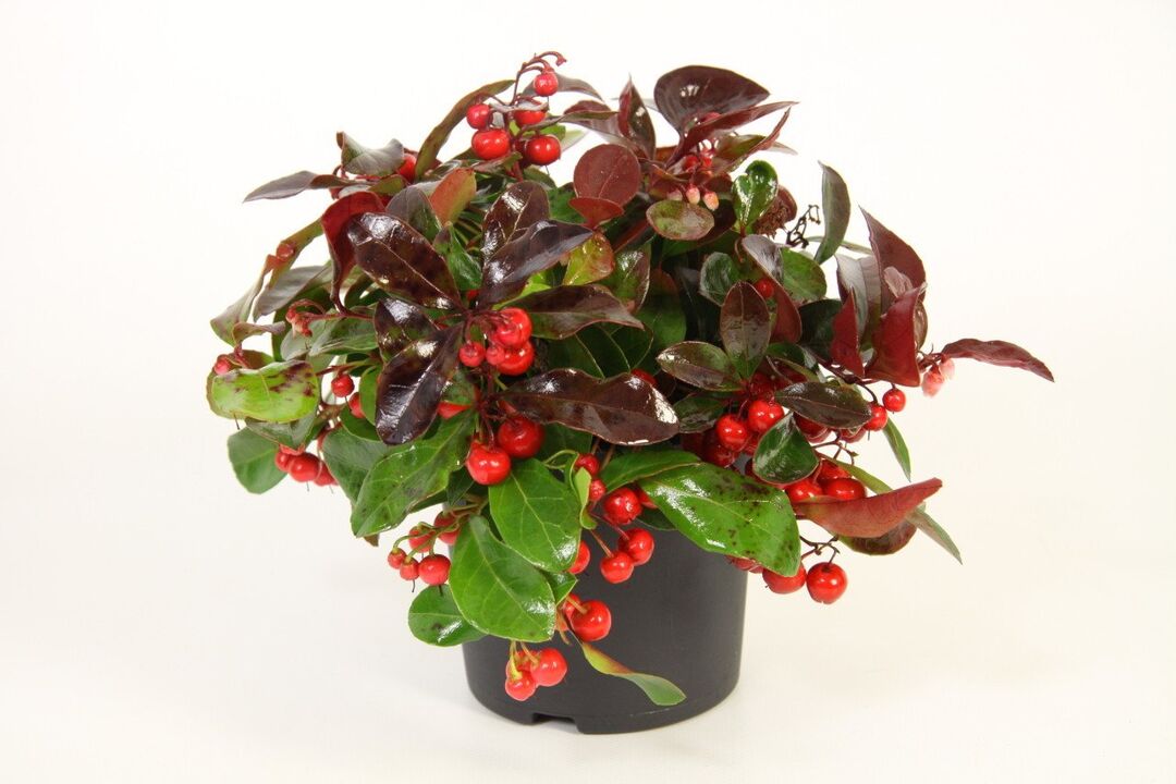 Wintergreen, Osteoflex'in ana bileşenidir